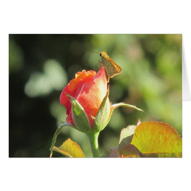 バラのつぼみの激しい飛ぶ人の蝶 (正面横)