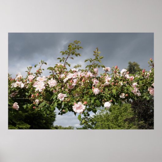 バラのアーチ ポスター (正面)