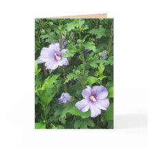 バラのシャロンハイビスカスフラワー