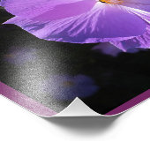 バラのシャロンプリント フォトプリント            (角)