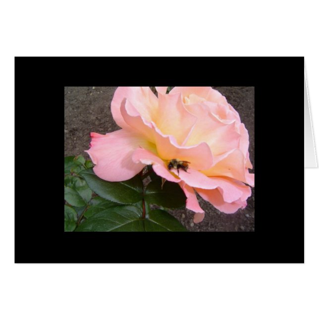 バラの上の蜂 (正面横)
