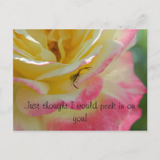 バラの上の蜘蛛のポストカード ポストカード