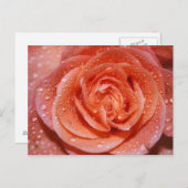 バラの中 ポストカード (正面/裏面)