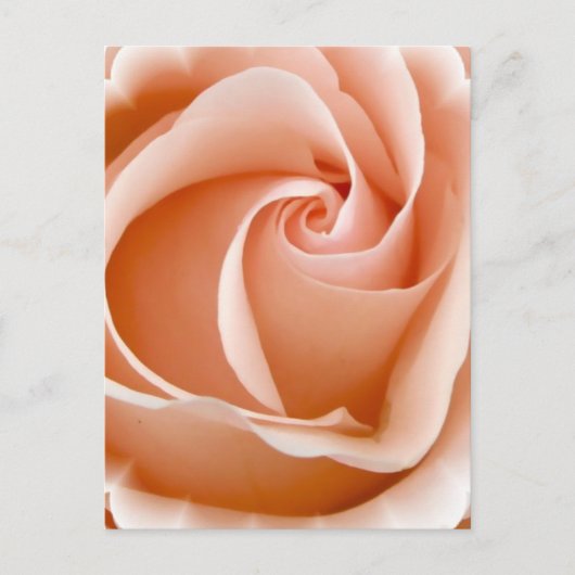 バラの写真のポストカード ポストカード (正面)