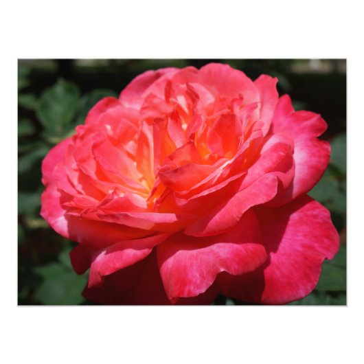 バラの写真 大きなピンクの赤いバラの花 フォトプリント (正面)