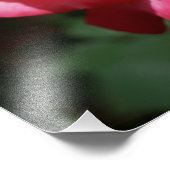 バラの写真 大きなピンクの赤いバラの花 フォトプリント (角)