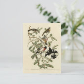 バラの胸を張ったグロスビーク、アウドボンの鳥 ポストカード (スタンド正面)