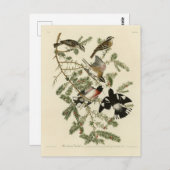 バラの胸を張ったグロスビーク、アウドボンの鳥 ポストカード (正面/裏面)
