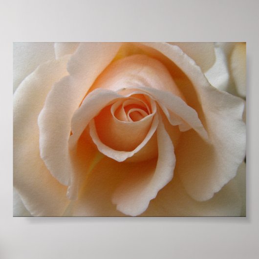 バラの花のクローズアップ ポスター (正面)