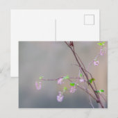 バラの花のスイカズラ ポストカード (正面/裏面)