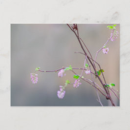 バラの花のスイカズラ ポストカード