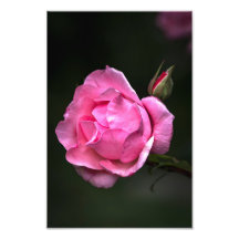 バラの花の写真プリント