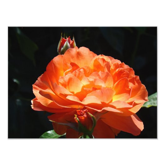 バラの花園の写真　アートプリント フォトプリント            (正面)