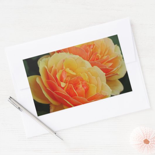 バラの花開花/オレンジ/封筒用シール 長方形シール (封筒)