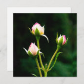 バラの花 (正面/裏面)