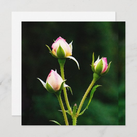 バラの花 (正面/裏面)