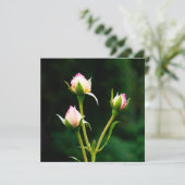 バラの花 (スタンド正面)