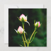 バラの花 (正面)