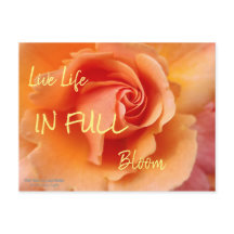 バラの花/アプリコットピーチ/クローズアップ写真