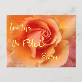バラの花/アプリコットピーチ/クローズアップ写真 ポストカード
