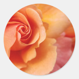 バラの花/アプリコットピーチ/クローズアップ写真 ラウンドシール