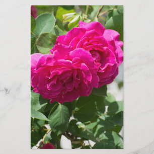 バラの花 チラシ