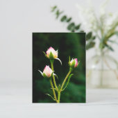 バラの花 ポストカード (スタンド正面)