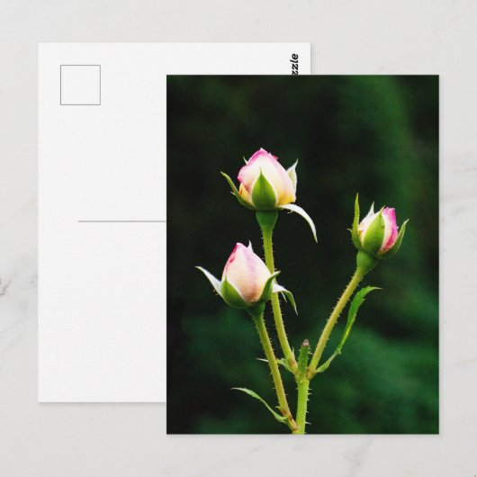 バラの花 ポストカード (正面/裏面)