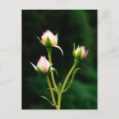 バラの花 ポストカード (正面)