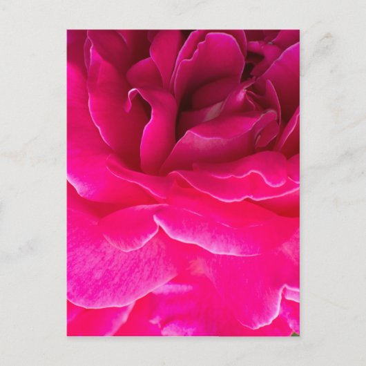 バラの花 ポストカード (正面)