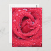 バラの花 花弁 水滴 ポストカード (正面/裏面)