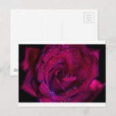 バラの花 赤い水滴 デート ダンス ポストカード (正面/裏面)