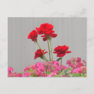 バラの芽がアジサイのレースのキャップから噴出。 ポストカード