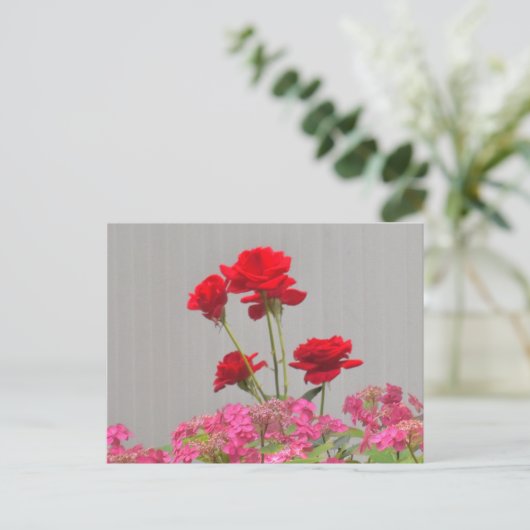 バラの芽がアジサイのレースのキャップから噴出。 ポストカード (スタンド正面)