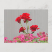 バラの芽がアジサイのレースのキャップから噴出。 ポストカード (正面)