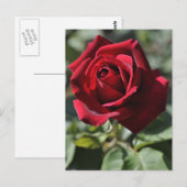 バラはがき ポストカード (正面/裏面)