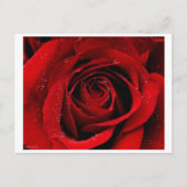 バラはがき ポストカード (正面)