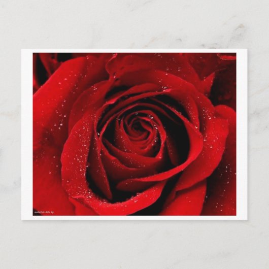 バラはがき ポストカード (正面)