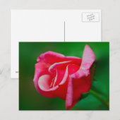バラはがき ポストカード (正面/裏面)