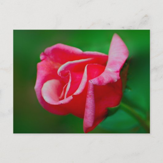 バラはがき ポストカード (正面)