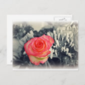 バラはがき ポストカード (正面/裏面)