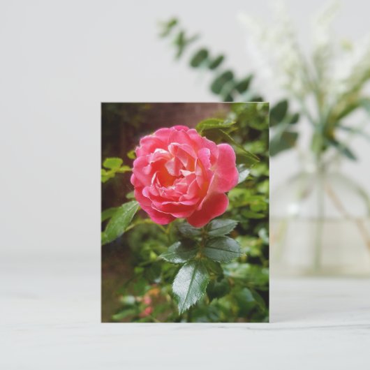 バラはがき ポストカード (スタンド正面)