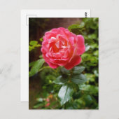 バラはがき ポストカード (正面/裏面)