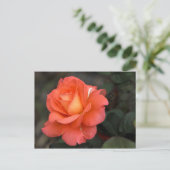 バラはがき ポストカード (スタンド正面)