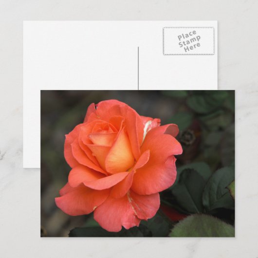 バラはがき ポストカード (正面/裏面)
