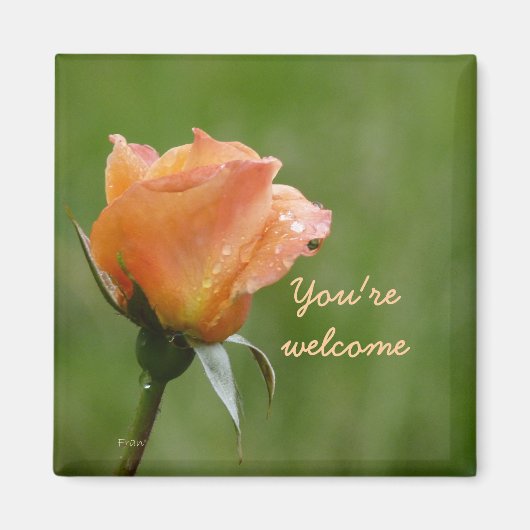 バラはオレンジ マグネット (正面)