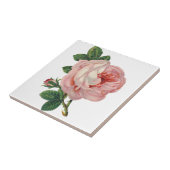 バラはピンク タイル (側面)