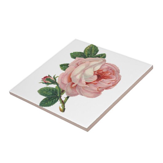 バラはピンク タイル (側面)