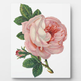 バラはピンク フォトプラーク