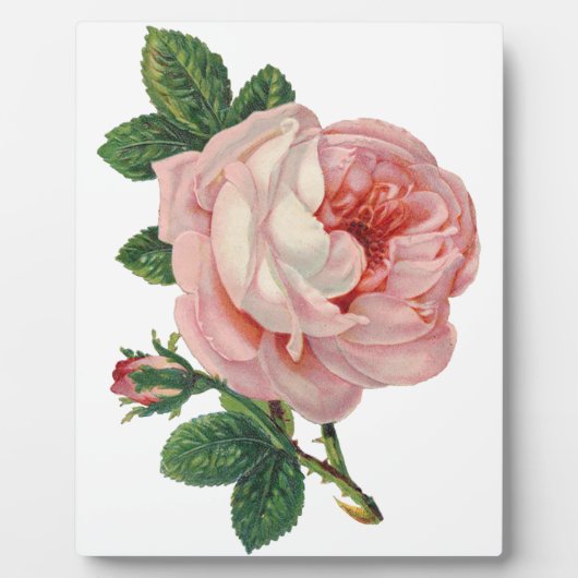 バラはピンク フォトプラーク (正面)